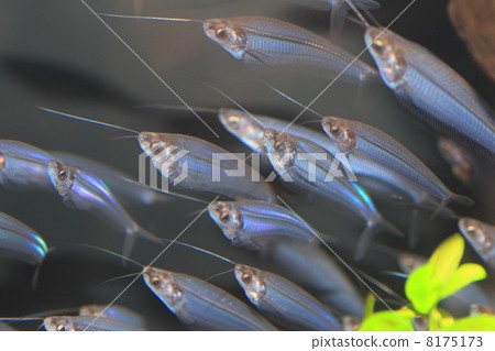 Translucent · Grasscat 8175173