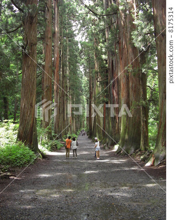 Forest path 8175314