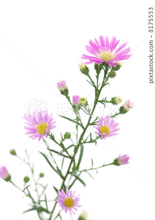 孔雀草 孔雀草 8175553