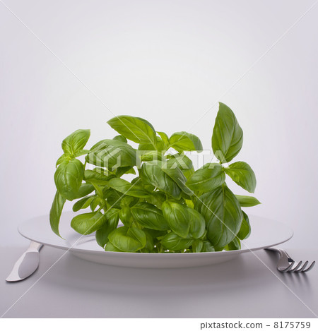 圖庫照片: sweet basil leaves on plate.