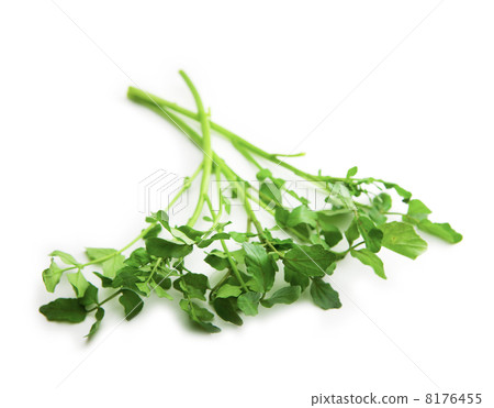 西洋菜 西洋菜 8176455