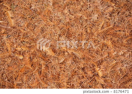 Deciduous of Metasequoia 8176471