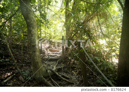 Trekking jungle Trekking jungle 8176624