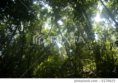 Sunlight leaf jungle Sunlight leaf jungle 8176625