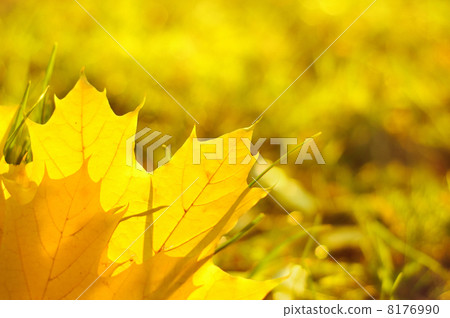 Autumn background 8176990