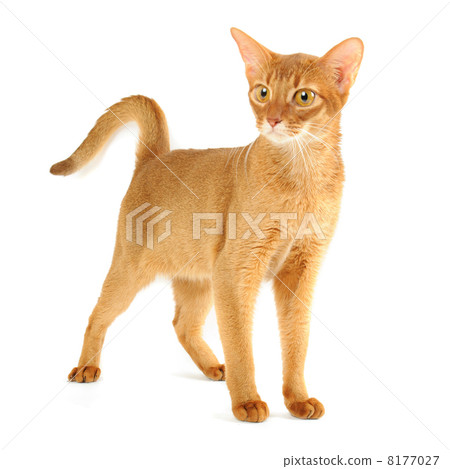 Abyssinian cat Abyssinian cat 8177027