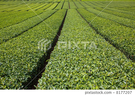 茶園 茶園 8177207