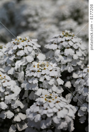 Iberis · Amara Iberis · Amara 8177208