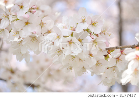 Yoshino cherry tree in full bloom 8177437