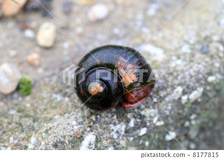 Scamilline mussel (scientific name Pomacea canaliculata) 8177815