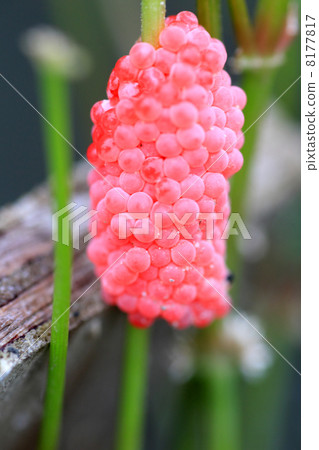 Scamilline mussel (scientific name Pomacea canaliculata) 8177817