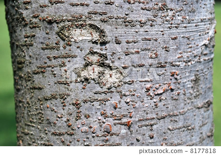 Zelkova tree Zelkova tree 8177818