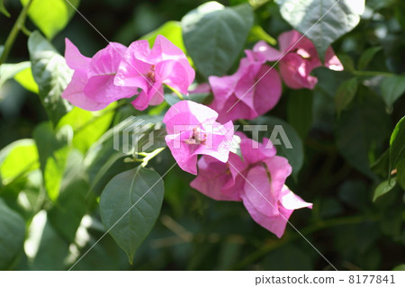 Bougainvillea flowers 8177841