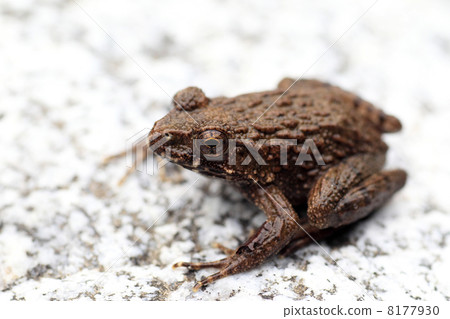  Bamboo shoots 8177930