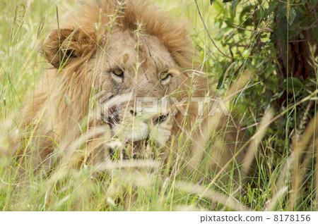 Savanna Lion Savanna Lion 8178156