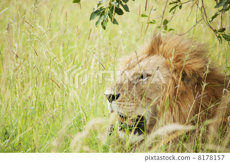 Savanna Lion Savanna Lion 8178157