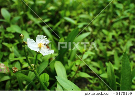 澤瀉 澤瀉 8178199