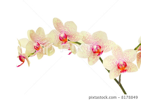 white with violet orchid flowers 8178849