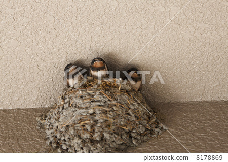 Swallow's nest Swallow's nest 8178869