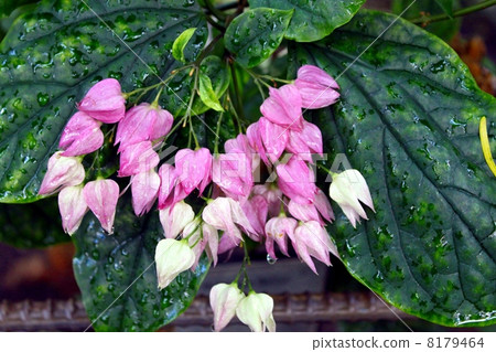 Genpei的芽 Genpei的芽 8179464