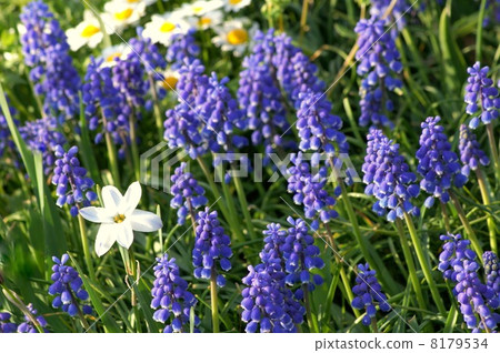 A group of muscari (purple): Muscari Armenian cam 8179534