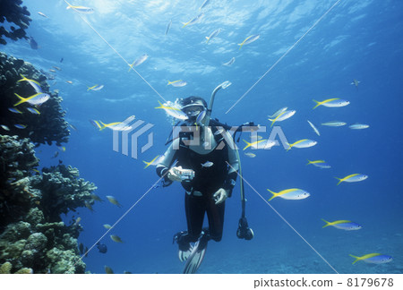 Tropical Fish and Diver Tropical Fish and Diver 8179678
