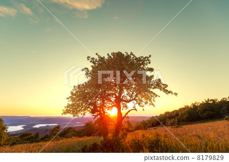 Alone tree Alone tree 8179829