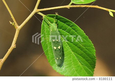 紅甲蟲的幼蟲 紅甲蟲的幼蟲 8180111