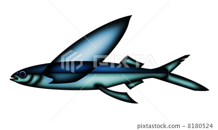 飛魚 飛魚 8180524