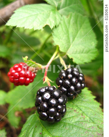 Blackberry vertical Blackberry vertical 8180634