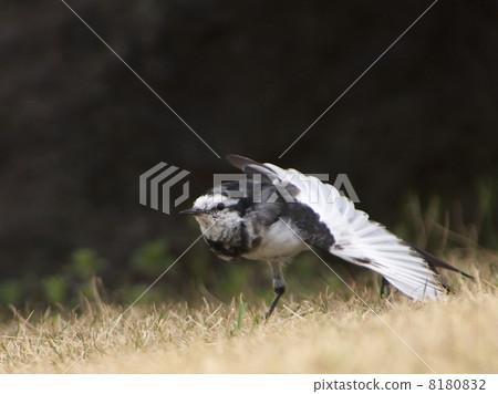 傳播狐狸和羽毛 8180832