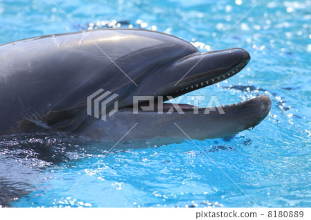 Dolphin break 2 8180889