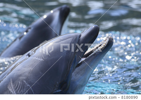 Dolphin break 3 8180890