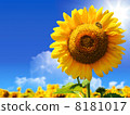 向日葵 8181017