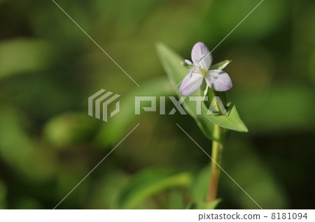 Autumn flowers ~ wild boxers ~ 8181094