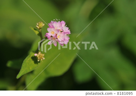 Autumn flower ~ Misozoba ~ 8181095