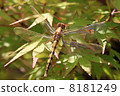 Shoujo dragonfly 8181249