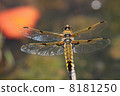 Shoujo dragonfly 8181250