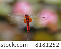 Shoujo dragonfly of lotus pond 8181252