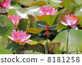 Shoujo dragonfly of lotus pond 8181258