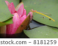 Lotus and Kite Tombo 8181259