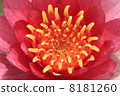 Lotus flower  8181260