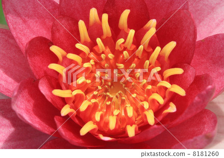 Lotus flower Lotus flower 8181260