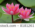 Lotus flower  8181261