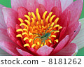 Lotus flower  8181262