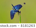 Butterfly dragonfly 8181263