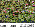 Lotus pond 8181265