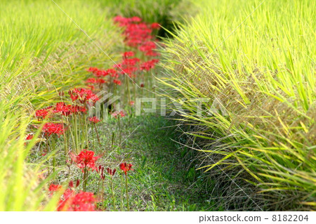 艦隊的群集孤挺花 8182204