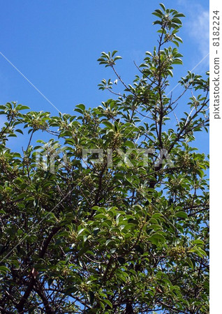 Around the early autumn · Kuroganomechi with blue fruit 8182224