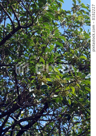 Around the early autumn · Kuroganomechi with blue fruit 8182227